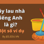 cay-lau-nha-trong-tieng-anh