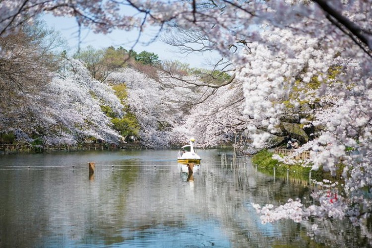 Công Viên Inokashira - nhữn điểm nổi tiếng ở Tokyo