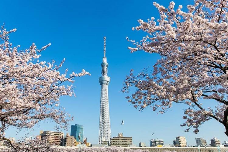 Tokyo Sky Tree - địa điểm nổi tiếng ở Nhật Bản